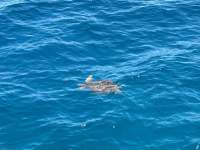 Great day of scuba diving in Key Largo with Rainbow Reef on benwood wreck tropical destiny 2024 06 28 r15943 1