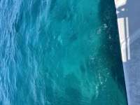 Great day of scuba diving in Key Largo with Rainbow Reef on snapper ledge tropical destiny 2024 06 05 r15791 1