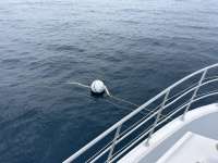 Great day of scuba diving in Key Largo with Rainbow Reef on spiegel grove tropical odyssey 2024 06 15 r15860 1