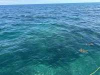 Great day of scuba diving in Key Largo with Rainbow Reef on christ statue tropical destiny 2024 05 22 r15669 1
