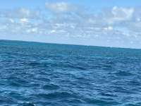 Great day of scuba diving in Key Largo with Rainbow Reef on pickles reef tropical odyssey 2024 11 12 r16889 1