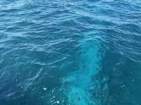 Great day of scuba diving in Key Largo with Rainbow Reef on snapper ledge tropical destiny 2024 11 27 r16998 1