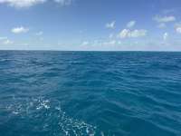 Great day of scuba diving in Key Largo with Rainbow Reef on snapper ledge tropical odyssey 2024 11 10 r16850 1