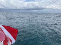 Great day of scuba diving in Key Largo with Rainbow Reef on snapper ledge tropical odyssey 2024 10 16 r16746 1