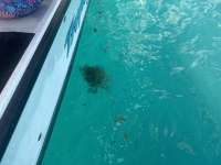 Great day of scuba diving in Key Largo with Rainbow Reef on benwood wreck tropical legend 2024 09 29 r16610 1
