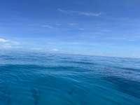 Great day of scuba diving in Key Largo with Rainbow Reef on crf nursery tropical legend 2024 09 13 r16489 2