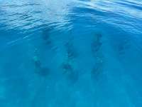 Great day of scuba diving in Key Largo with Rainbow Reef on crf nursery tropical legend 2024 09 13 r16489 3