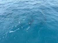 Great day of scuba diving in Key Largo with Rainbow Reef on crf nursery tropical odyssey 2024 09 18 r16540 1