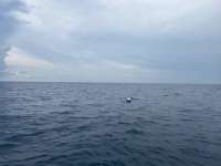Great day of scuba diving in Key Largo with Rainbow Reef on french reef tropical destiny 2024 09 17 r16529 1