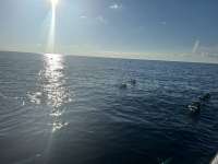 Great day of scuba diving in Key Largo with Rainbow Reef on spiegel grove tropical legend 2024 09 22 r16577 1