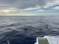 Great day of scuba diving in Key Largo with Rainbow Reef on uscgc duane tropical odyssey 2024 09 19 r16548 1