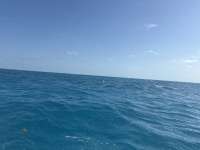 Great day of scuba diving in Key Largo with Rainbow Reef on crf nursery tropical legend 2025 04 07 r17794 1