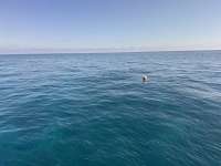 Great day of scuba diving in Key Largo with Rainbow Reef on permit ledges tropical odyssey 2025 12 03 r19275 1