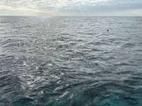 Great day of scuba diving in Key Largo with Rainbow Reef on pickle barrel wreck tropical odyssey 2025 01 27 r17399 1