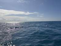 Great day of scuba diving in Key Largo with Rainbow Reef on spanish anchor tropical destiny 2025 01 02 r17257 1