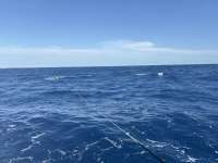 Great day of scuba diving in Key Largo with Rainbow Reef on uscgc bibb tropical destiny 2025 01 02 r17253 1