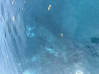 Great day of scuba diving in Key Largo with Rainbow Reef on benwood wreck tropical odyssey 2025 07 22 r18483 1