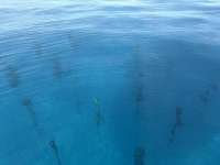Great day of scuba diving in Key Largo with Rainbow Reef on crf nursery tropical adventure 2025 07 22 r18480 1