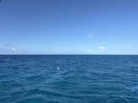 Great day of scuba diving in Key Largo with Rainbow Reef on nine channel tropical destiny 2025 06 23 r18315 1