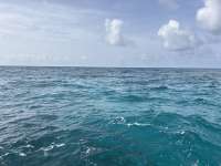 Great day of scuba diving in Key Largo with Rainbow Reef on pickles reef tropical legend 2025 06 06 r18177 1