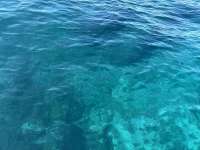Great day of scuba diving in Key Largo with Rainbow Reef on eagle ray alley tropical odyssey 2025 03 02 r17634 1