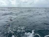 Great day of scuba diving in Key Largo with Rainbow Reef on benwood wreck tropical destiny 2025 10 04 r19003 1