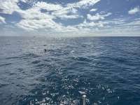 Great day of scuba diving in Key Largo with Rainbow Reef on christmastree cave tropical legend 2025 10 11 r19057 1