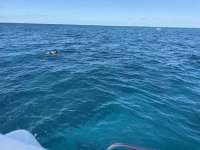 Great day of scuba diving in Key Largo with Rainbow Reef on french reef tropical legend 2025 10 12 r19065 1