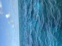Great day of scuba diving in Key Largo with Rainbow Reef on eagle ray alley tropical destiny 2026 08 10 r20174 1