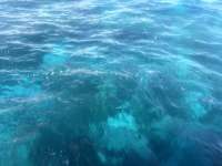 Great day of scuba diving in Key Largo with Rainbow Reef on permit ledges tropical odyssey 2026 08 30 r20305 1