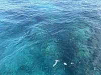 Great day of scuba diving in Key Largo with Rainbow Reef on aquarium tropical serenity 2026 02 21 r19509 1