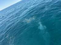 Great day of scuba diving in Key Largo with Rainbow Reef on benwood wreck tropical destiny 2026 02 24 r19518 1