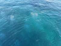 Great day of scuba diving in Key Largo with Rainbow Reef on eagle ray alley tropical destiny 2026 02 05 r19469 1