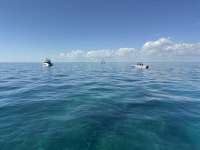 Great day of scuba diving in Key Largo with Rainbow Reef on molasses reef tropical odyssey 2026 02 13 r19497 1