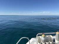 Great day of scuba diving in Key Largo with Rainbow Reef on christ statue tropical destiny 2026 01 02 r19380 1
