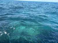 Great day of scuba diving in Key Largo with Rainbow Reef on christ statue tropical odyssey 2026 01 05 r19393 1