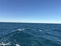 Great day of scuba diving in Key Largo with Rainbow Reef on eagle ray alley tropical destiny 2026 01 19 r19435 1