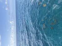Great day of scuba diving in Key Largo with Rainbow Reef on benwood wreck tropical destiny 2026 07 25 r20047 1