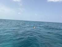 Great day of scuba diving in Key Largo with Rainbow Reef on jjs cave tropical odyssey 2026 07 12 r19975 1