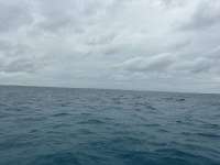 Great day of scuba diving in Key Largo with Rainbow Reef on crf nursery tropical odyssey 2026 06 04 r19824 1