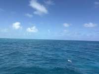 Great day of scuba diving in Key Largo with Rainbow Reef on coral canyons tropical odyssey 2026 03 08 r19552 1
