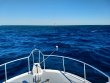 Sunday January 10th 2021 Santana: Spanish Anchor reef report photo 1