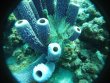 Monday November 19th 2018 Santana: French Reef reef report photo 1