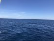 Tuesday November 26th 2019 Santana: Spiegel Grove reef report photo 1