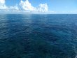 Monday May 20th 2019 Tropical Adventure: Eagle Ray Alley reef report photo 1