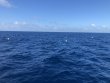 Thursday May 30th 2019 Tropical Adventure: Spiegel Grove reef report photo 1