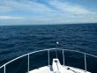 Thursday January 31st 2019 Tropical Destiny: Molasses Reef reef report photo 1