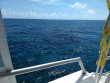 Saturday April 6th 2019 Tropical Destiny: Christ Statue reef report photo 1