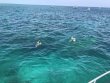 Tuesday June 11th 2019 Tropical Destiny: Eagle Ray Alley reef report photo 1