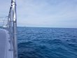 Wednesday January 9th 2019 Tropical Legend: Spanish Anchor reef report photo 1
